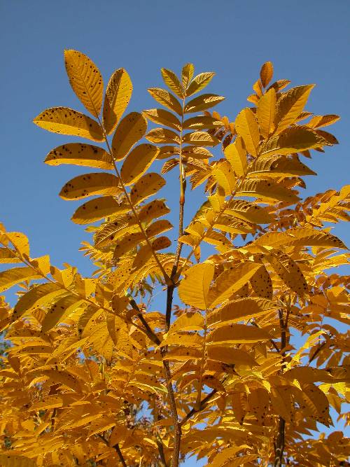 Glattvingenøtt (Pterocarya rhoifolia) om høsten